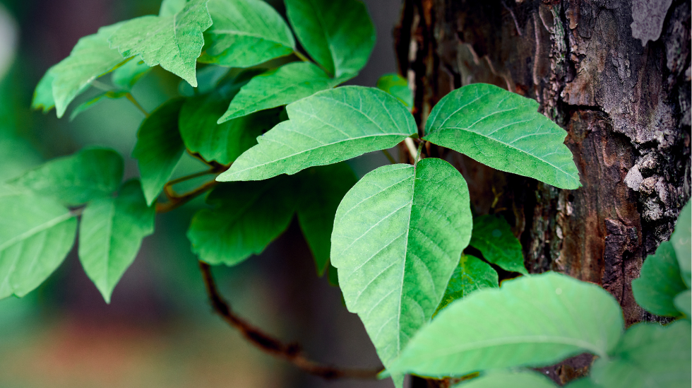 How to Identify and Treat Poison Ivy: A Guide from an Emergency ...